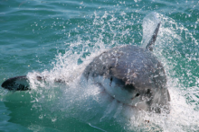 White Shark Projects